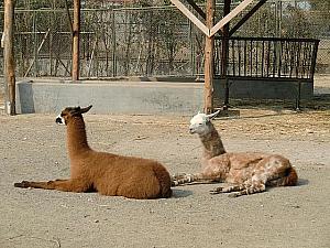 動物園の動物たちも日なたぼっこモード。