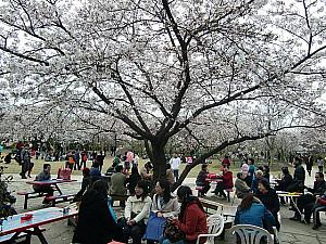 下旬には桜が咲きます（昨年の様子）。
