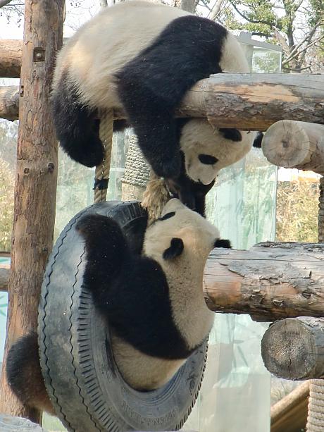一日中活発に遊び回っているので、ずーっと見ていたい気分に。