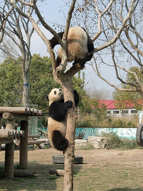 誰かが登っていれば登りたくなります。