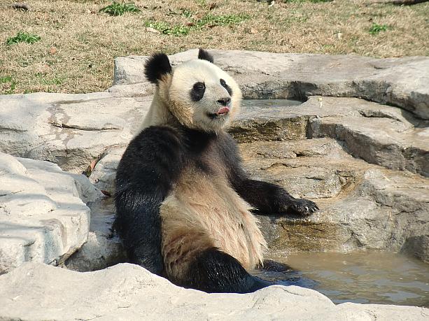 上海野生動物園のパンダたちは、性格も行動もユニークな子ばかり。