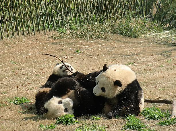 3匹で団子状になってじゃれあう図。