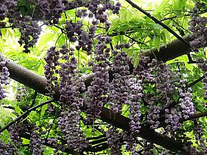 下旬頃には藤の花が満開に。
