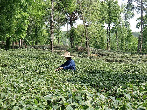 杭州市街地の西に位置する村・龍井には、龍井茶の畑が広がっています。茶摘み体験ができる農家もあるんですよ。