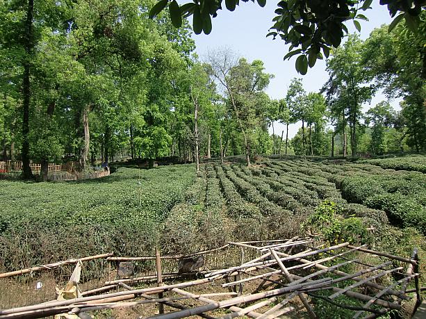 杭州の農村部は茶畑だらけ。