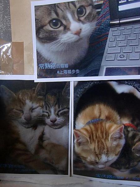 松田さんちの猫たち