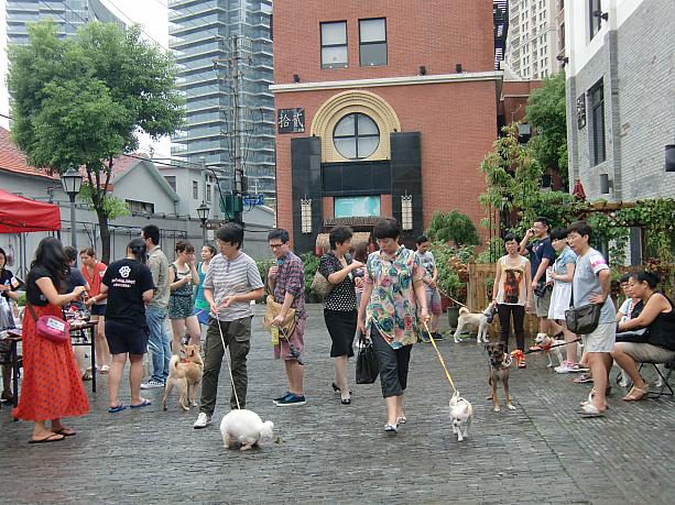 上海にも捨て犬、捨て猫問題が。でも「買わないで里親になろう」をテーマにしたこんなイベントもいっぱい。
