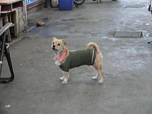 下町犬の洋服は手作りか手編み