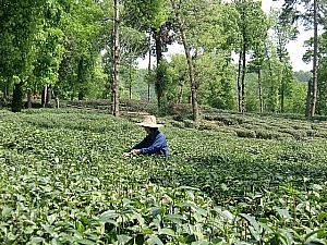 杭州郊外には茶畑が