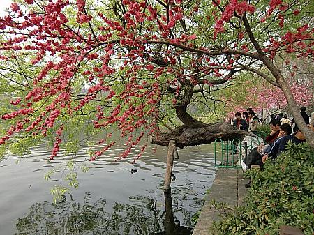 春の上海旅行の楽しみ方