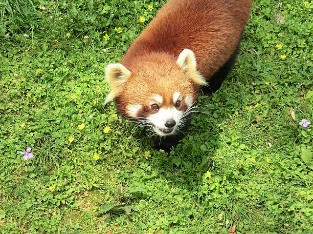 上海動物園 に行ってきました 上海ナビ