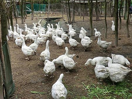 生きた鶏を売る風景や、農村でよく見るアヒルの群れ。見られなくなるのはちょっとだけ残念な気もしますが……