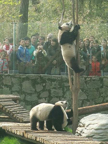 パンダを見に行こう!