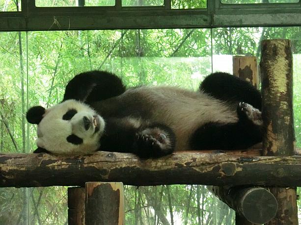 フォトジェニックなパンダが揃う「上海野生動物園」