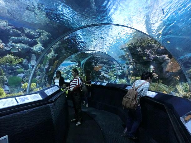 サメの海、サンゴの海など、4つほエリアに分かれています