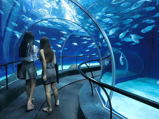 155mの海底トンネルが人気の「上海海洋水族館」