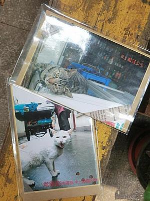 上海の猫写真のカード