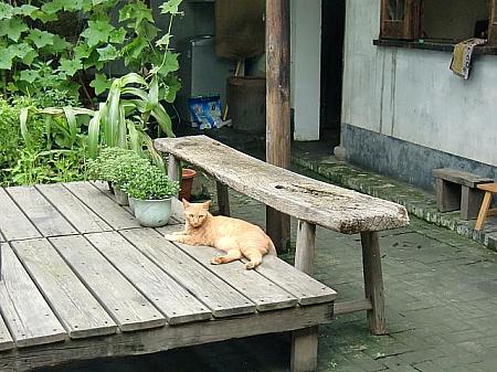 上海☆街猫散策猫
