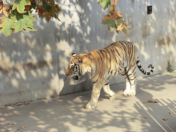 上海の第3の動物園といえば、「和平公園」の動物島。のどかな公園内に猛獣が飼われています