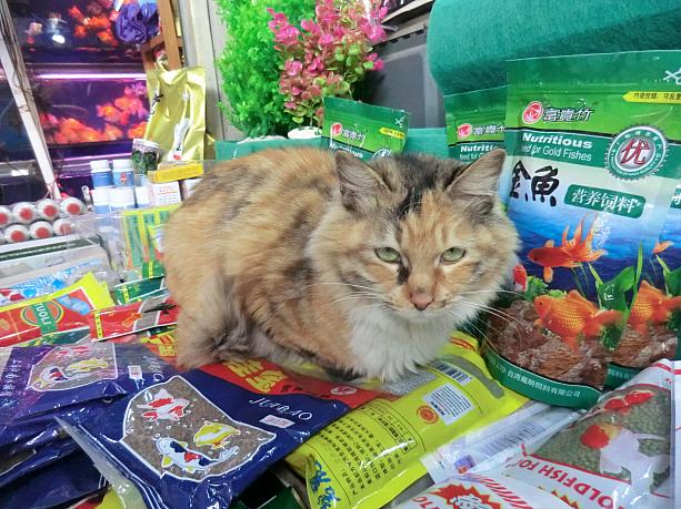 金魚屋には店番猫がいました