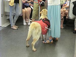 地下鉄に盲導犬を見る機会が増加