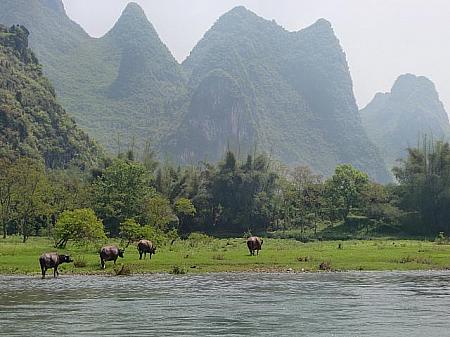 桂林の川下り。途中、川岸に野生の水牛たちがいました