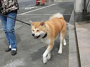 街で日本犬を見る率が増えた?