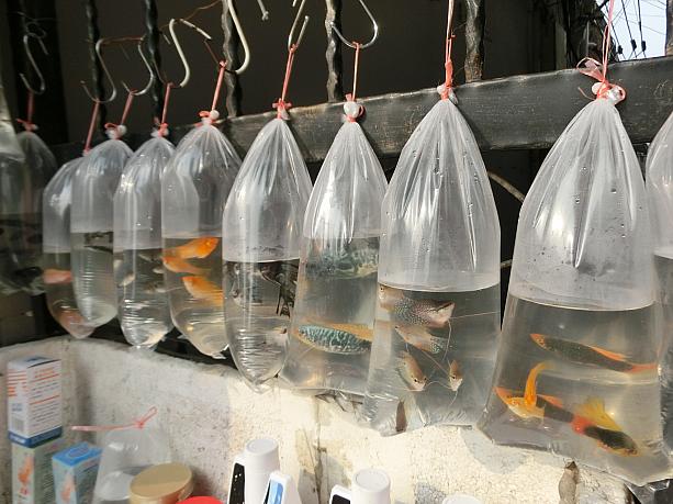 夏といえば上海でも金魚