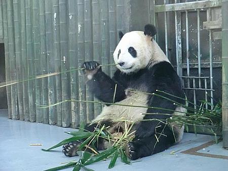 上海動物園は70歳以上無料!