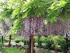 岡山から寄贈された「嘉定紫藤園」の藤