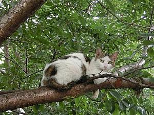 木の上に猫