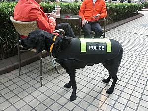 イベント会場のパトロール犬