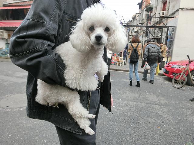 街角で出会う小型犬大好きおじさんたち 上海ナビ