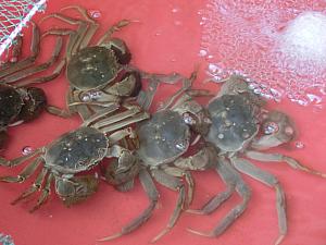 下旬は上海蟹の出荷が始まります