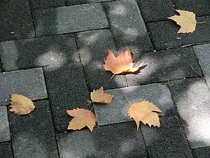 落葉の季節