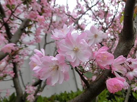 桜やモクレンの季節