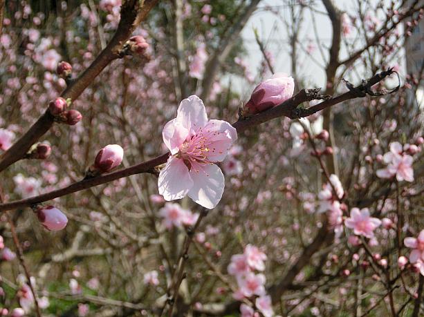 今年27回目となる南匯の桃の花まつりは、今月23日まで開催中