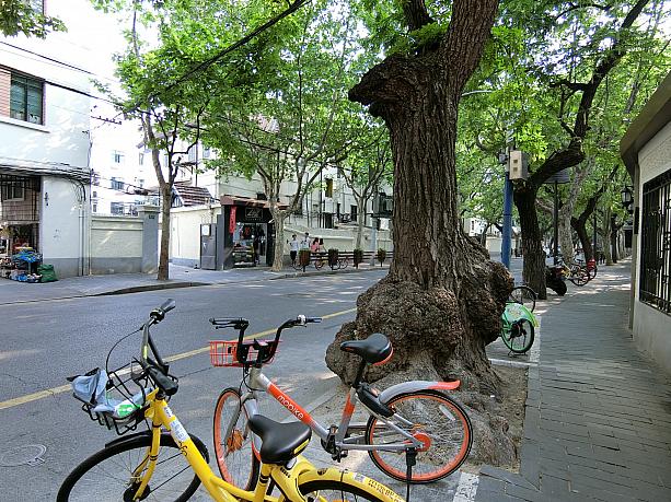 巨木の街路樹が多い通りでもあります