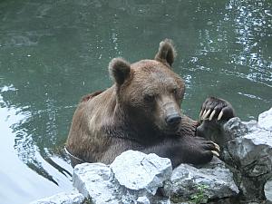 動物園のクマ。暑くて行水中