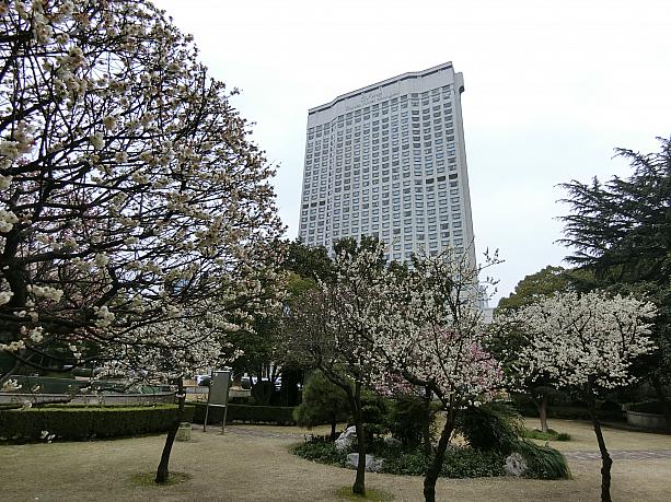 「オークラ・ガーデンホテル上海」の庭の一角の梅の木エリアにて