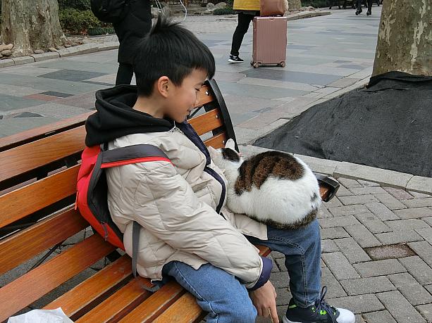 この子によると、猫の方からひざに上ってきたそう。お互い暖かくてwin-winの関係