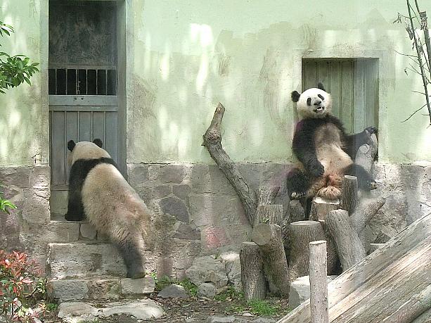 昨年「上海動物園」に加入した星光と和風。同い年の男同士の気ままな生活です