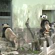 昨年「上海動物園」に加入した星光と和風。同い年の男同士の気ままな生活です