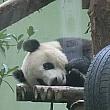 「上海動物園」に行ってみよう！【2020年版】 上海動物園 カワウソパンダ