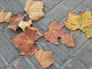 プラタナスの落ち葉の季節