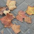 プラタナスの落ち葉の季節