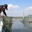 ボートで陽澄湖の沖合へ。湖から網で上海蟹を引き上げます
