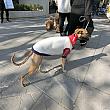 寒くなってくると、ニットを着た犬をよく見かけるようになります