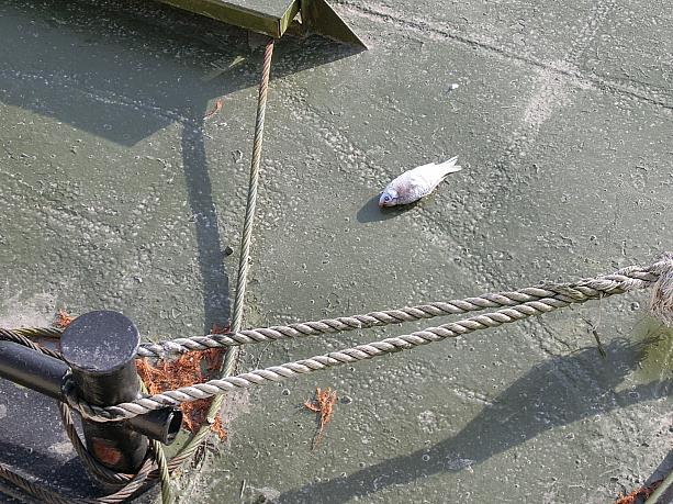 飛び出した魚が落ちていました。蘇州河、魚がいるんですね