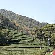 杭州市内の龍井茶の産地にきました。上海より暑い！　地元の人はもう半袖